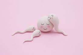 fertilité ovocytes et spermatozoïdes heureux béatrice toutain micronutrition